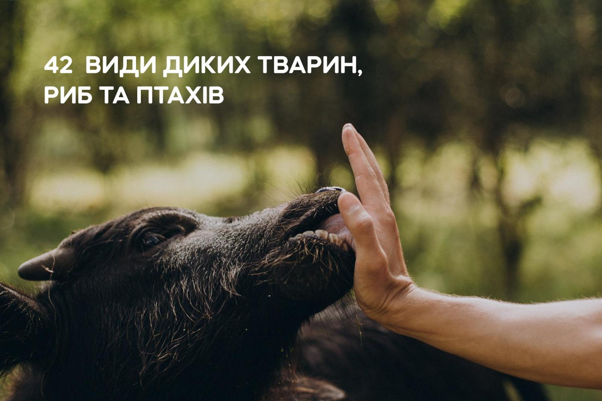 Dereville Sokolovka Esterno foto