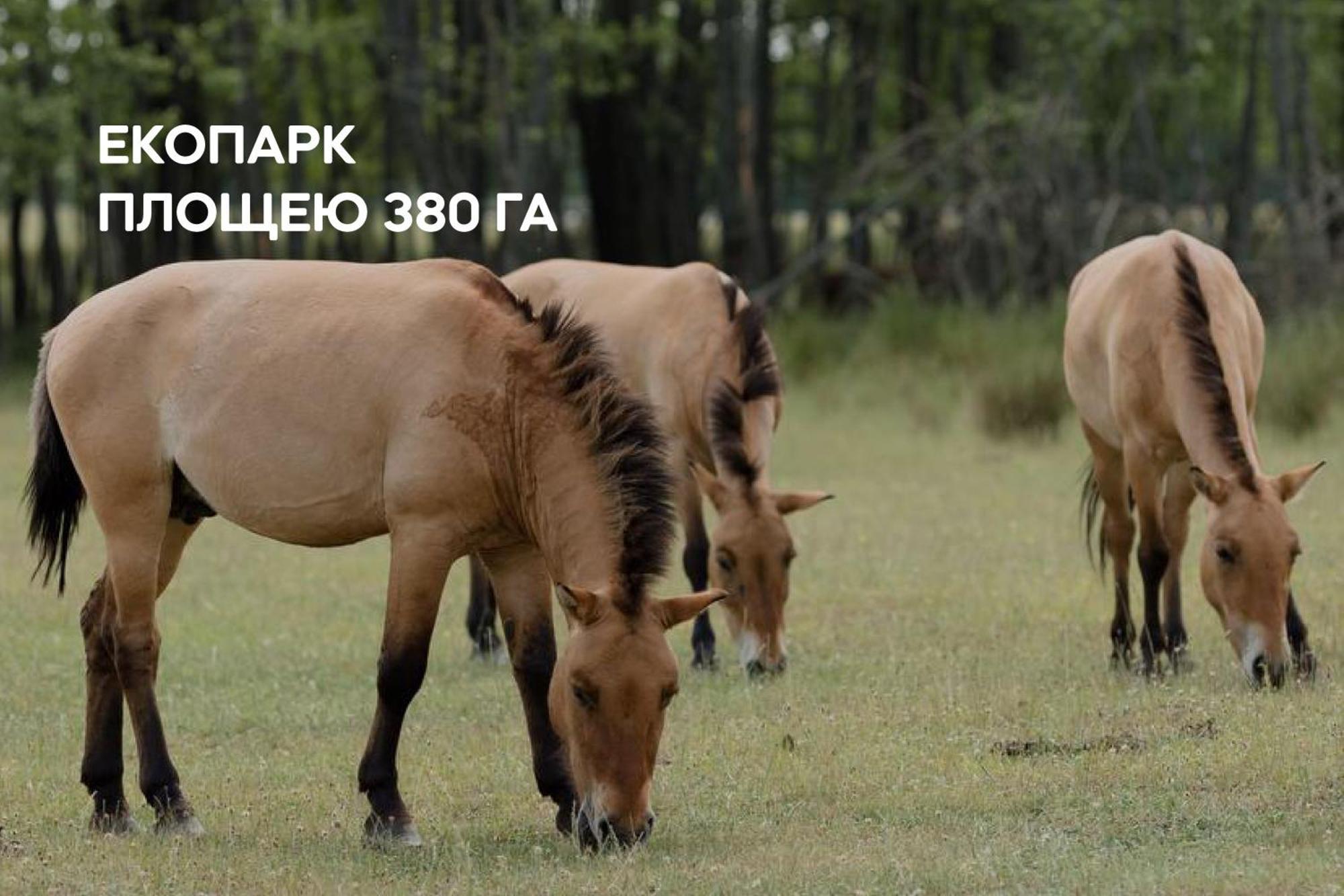 Dereville Sokolovka Esterno foto