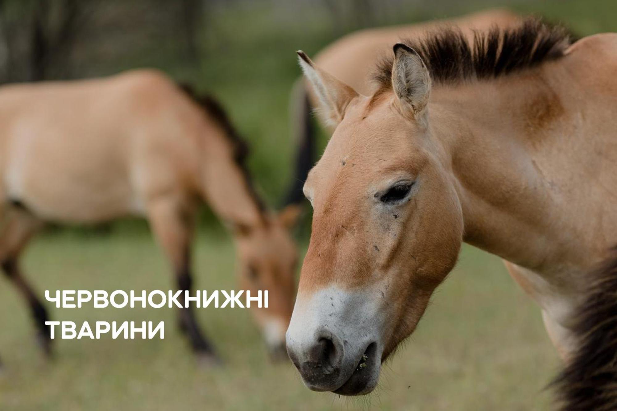 Dereville Sokolovka Esterno foto